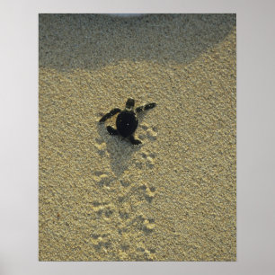 Groene zeeschildpad, (Chelonia mydas), jong Poster