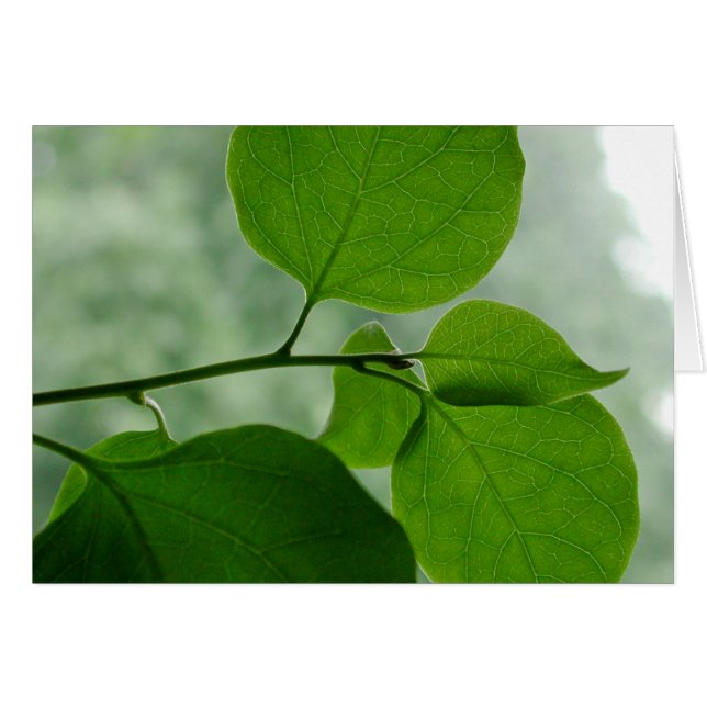 Groene Zen Blank binnenzijde (Voorkant Horizontaal)