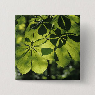 Groene zeven punten met zonlicht vierkante button 5,1 cm