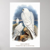Groenland valk, vogel illustratie poster (Voorkant)