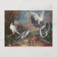 Groenlandse Cyr valken