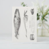 Groenlandse walvis, blauwe walvis van George Johan Kaart (Staand voorkant)