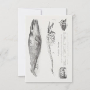 Groenlandse walvis, blauwe walvis van George Johan Kaart