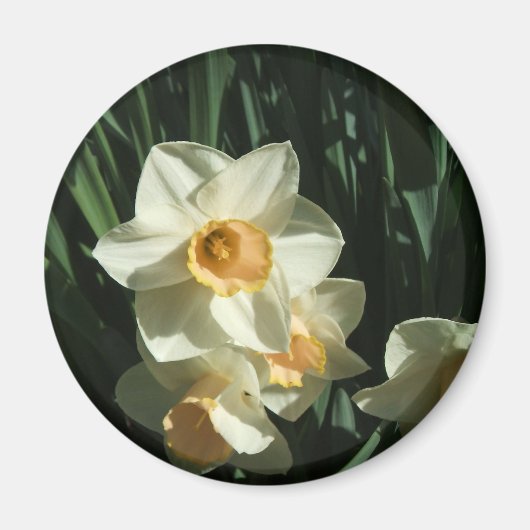 groep1 054 Narcissus Magneet (Voorkant)
