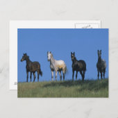 Groep Arabieren Briefkaart (Voorkant / Achterkant)