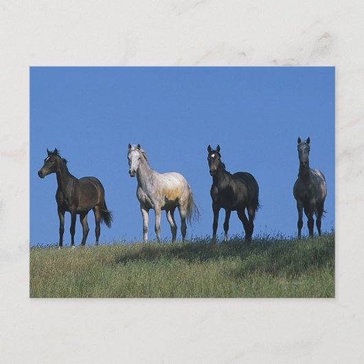 Groep Arabieren Briefkaart (Voorkant)