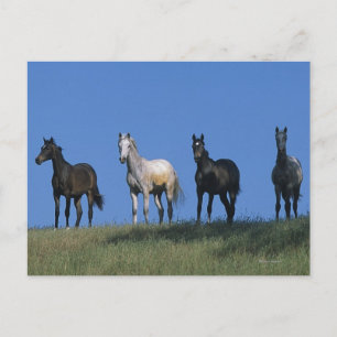 Groep Arabieren Briefkaart