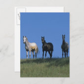 Groep Arabieren Briefkaart (Voorkant / Achterkant)