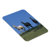 Groep Arabieren Magneet (Rechterzijde)