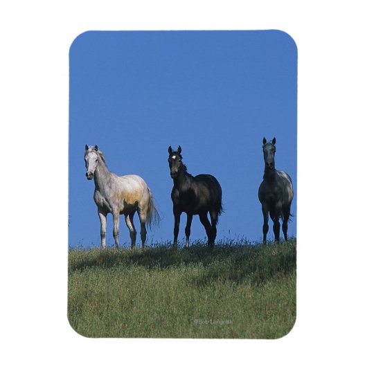 Groep Arabieren Magneet (Verticaal)