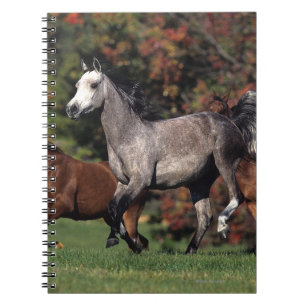 Groep Arabische paarden in galop Notitieboek