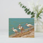 Groep Briefkaart Ibises (Staand voorkant)
