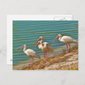 Groep Briefkaart Ibises (Voorkant / Achterkant)