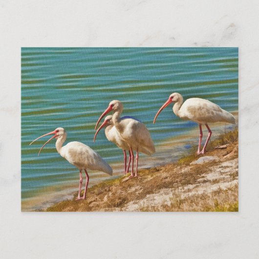 Groep Briefkaart Ibises (Voorkant)