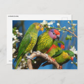 Groep der artikelen briefkaart (Voorkant / Achterkant)