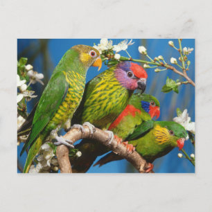 Groep der artikelen briefkaart