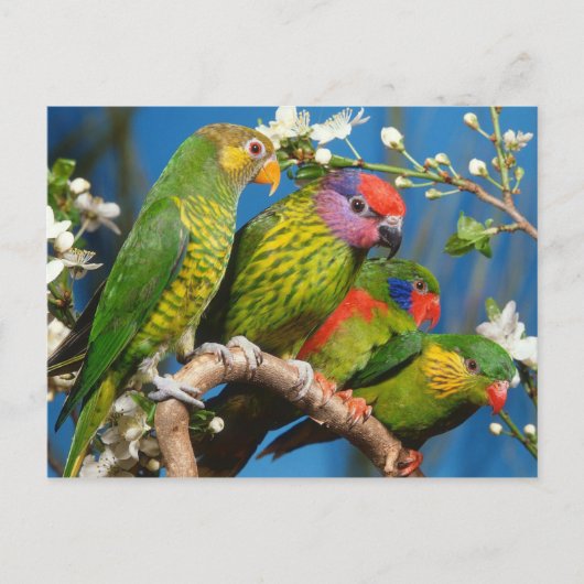 Groep der artikelen briefkaart (Voorkant)