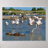 Groep flamingos en eenden in Camargue Poster (Voorkant)