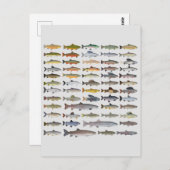 Groep forel, char, grijs, Hucho en Whitefish Briefkaart (Voorkant / Achterkant)
