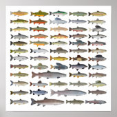 Groep forel, char, grijs, Hucho en Whitefish Poster (Voorkant)