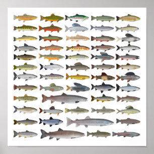 Groep forel, char, grijs, Hucho en Whitefish Poster