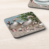 Groep grauwe ganzen loopt bier onderzetter (Linkerzijde)