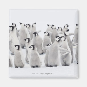 Groep keizerpinguïns (Aptenodytes forsteri) Magneet
