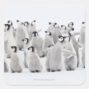 Groep keizerpinguïns (Aptenodytes forsteri) Vierkante Sticker