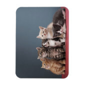 Groep Kittens Magneet (Verticaal)
