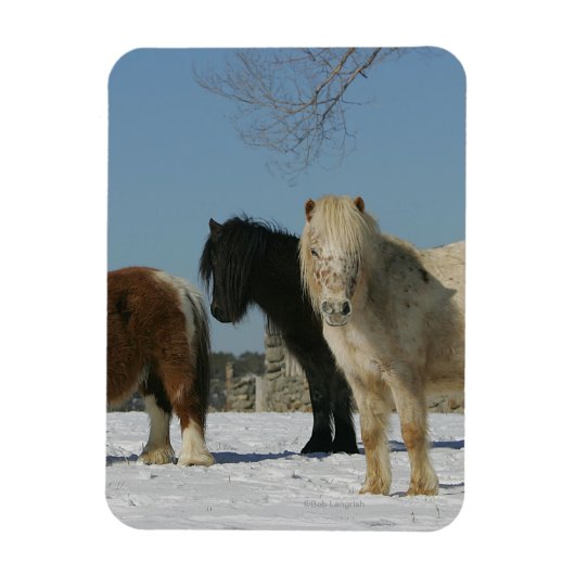 Groep minipaarden in de sneeuw magneet (Verticaal)