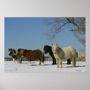 Groep minipaarden in de sneeuw poster
