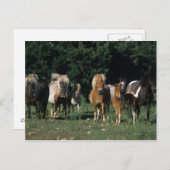 Groep miniveulens briefkaart (Voorkant / Achterkant)