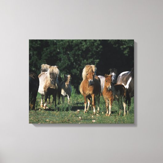 Groep miniveulens canvas afdruk (Voorkant)