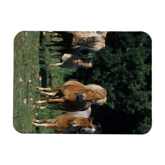 Groep miniveulens magneet (Horizontaal)