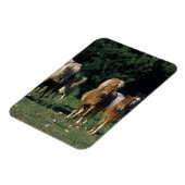 Groep miniveulens magneet (Linkerzijde)