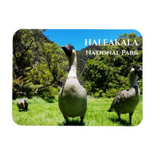 Groep Nēnē, Haleakalā National Park, Maui, HI Magneet