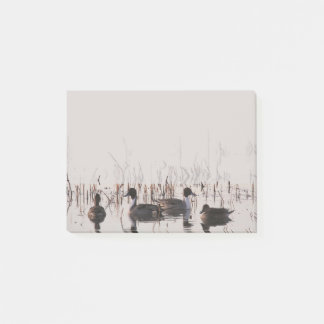 Groep Pintail Ducks Gather en Swims in een meer Post-it® Notes
