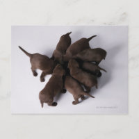 Groep puppies met hoofden