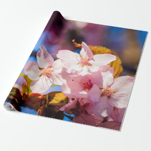 Groep Sakura Flowers, Zachte Roze, Blauwe achtergr Cadeaupapier