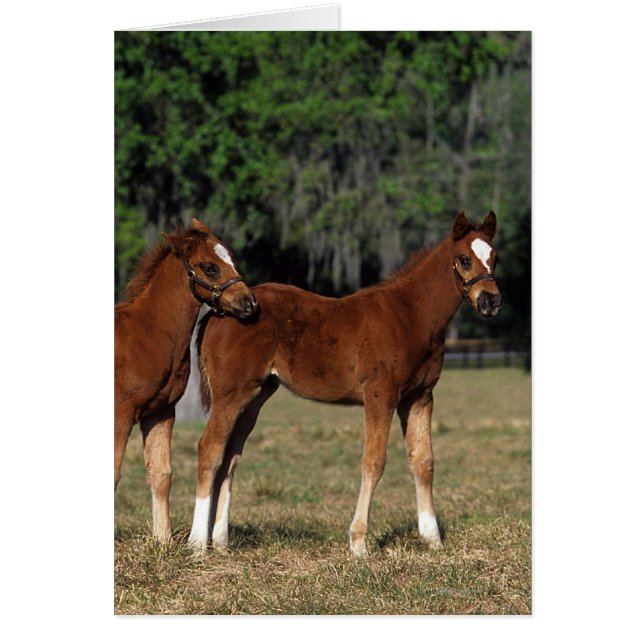 Groep Thoroughbred Foals (Voorkant)
