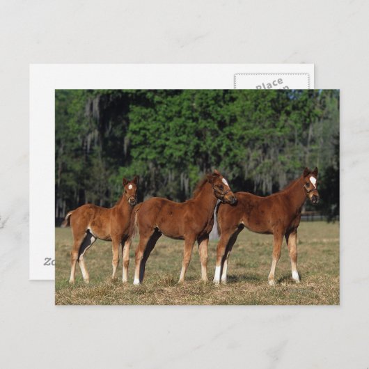 Groep Thoroughbred Foals Briefkaart (Voorkant / Achterkant)