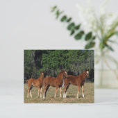 Groep Thoroughbred Foals Briefkaart (Staand voorkant)