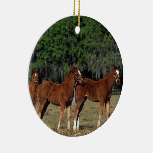 Groep Thoroughbred Foals Keramisch Ornament (Rechts)