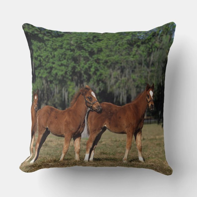 Groep Thoroughbred Foals Kussen (Voorkant)