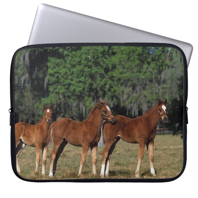 Groep Thoroughbred Foals Laptop Sleeve (Voorkant)
