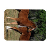 Groep Thoroughbred Foals Magneet (Horizontaal)