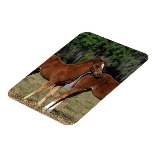 Groep Thoroughbred Foals Magneet (Linkerzijde)