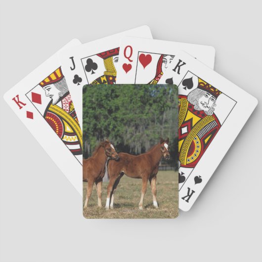 Groep Thoroughbred Foals Pokerkaarten (Achterkant)