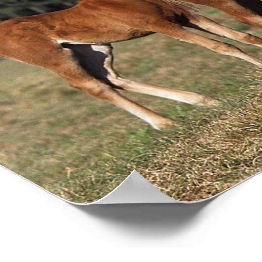 Groep Thoroughbred Foals Poster (Hoek)