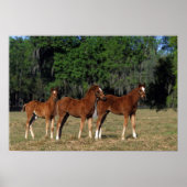 Groep Thoroughbred Foals Poster (Voorkant)